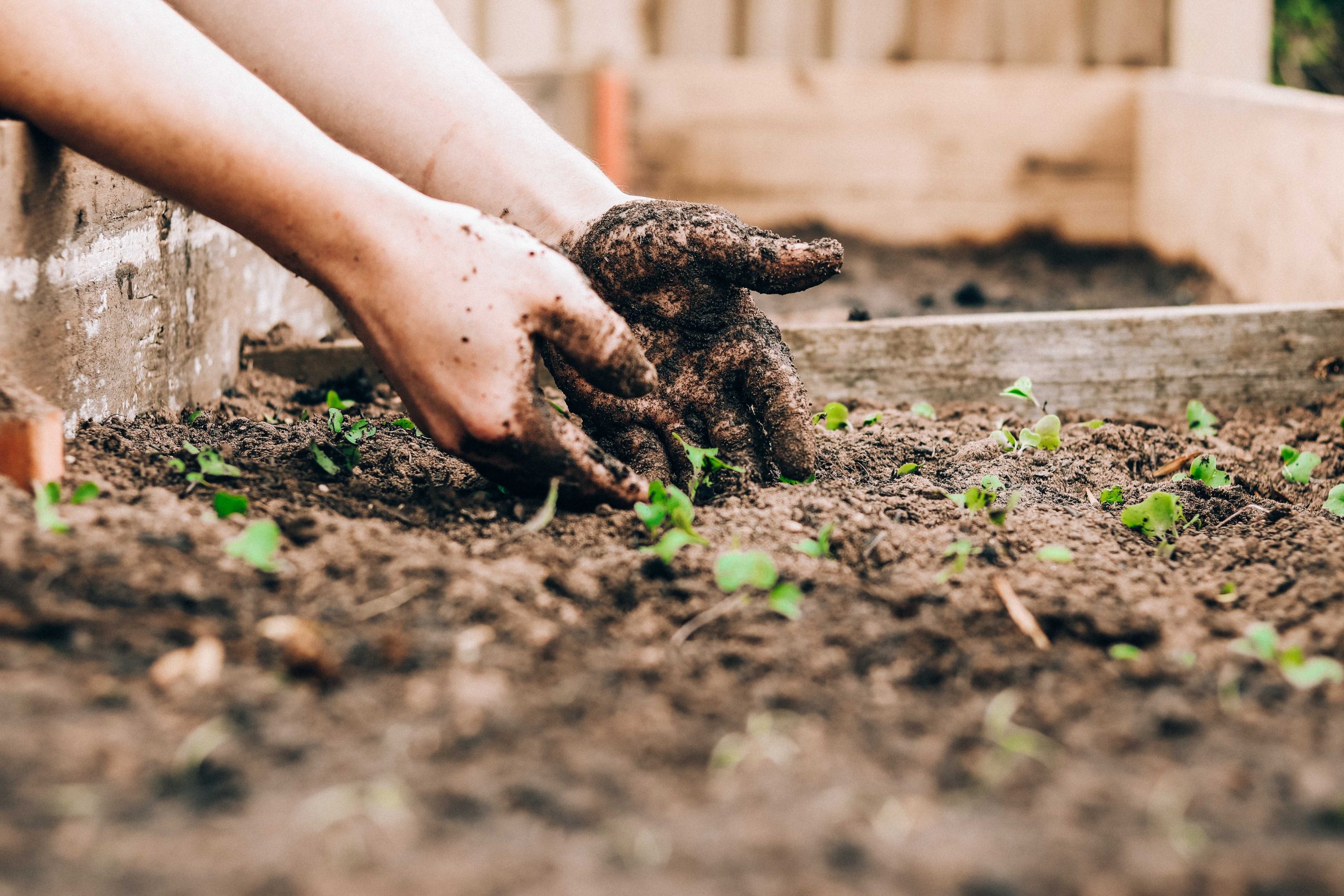 Gardening at home