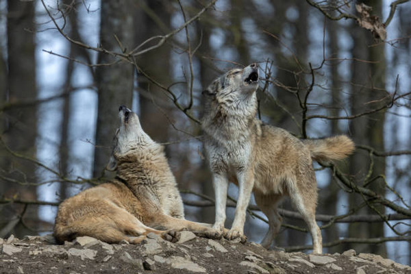 Werewolf Book Review: The Forbidden Alpha - Wehear