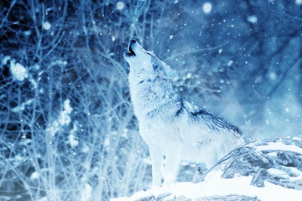 Best Werewolf Books Cry Wolf