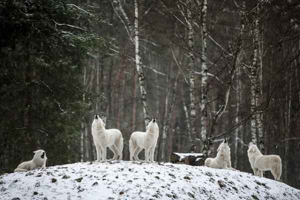 Shiver By Maggie Stiefvater Wolf Pack