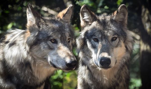 Werewolf Romance Books The Accidental Werewolf