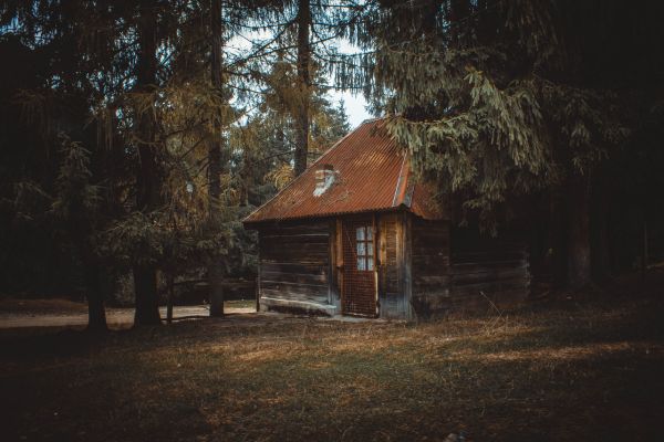 The-Luna's-Hidden-Destiny – The Cabin